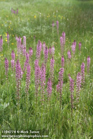 Pedicularis groenlandica