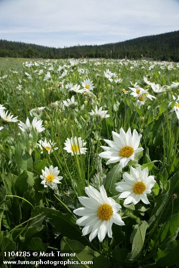 Wyethia helianthoides