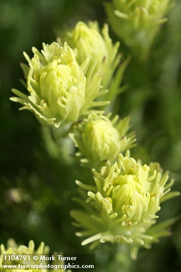 Castilleja cusickii