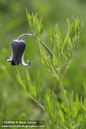 Clematis hirsutissima