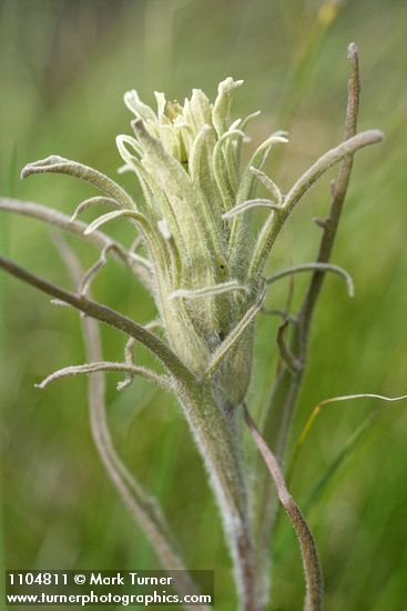 Castilleja pilosa