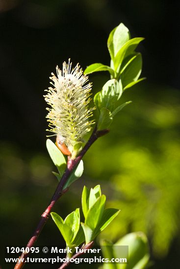 Salix planifolia