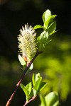 Diamondleaf Willow male catkin detail
