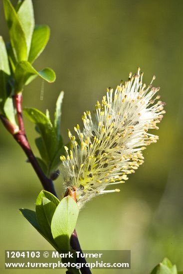 Salix planifolia