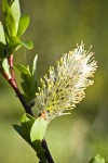 Diamondleaf Willow male catkin detail