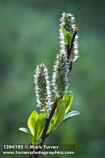 Salix planifolia