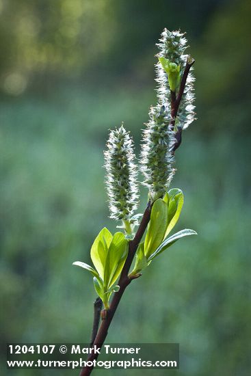 Salix planifolia