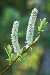 Diamondleaf Willow female catkins detail