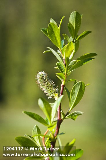 Salix pedicellaris