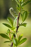 Bog Willow female catkin detail