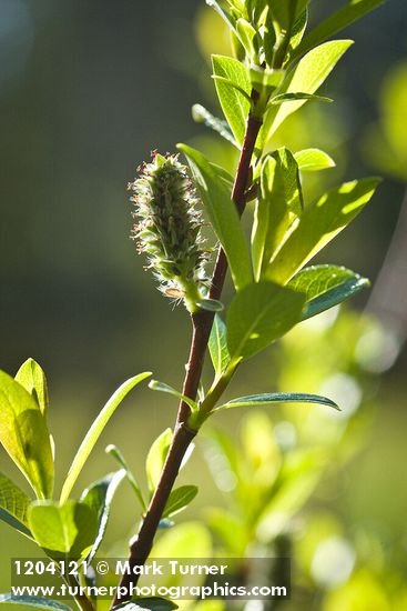 Salix pedicellaris
