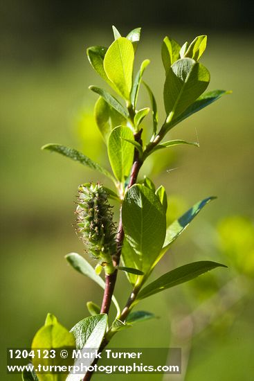 Salix pedicellaris