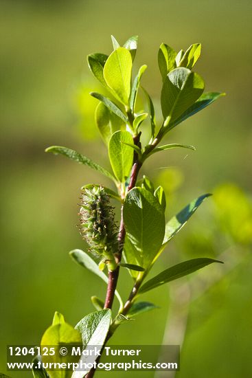 Salix pedicellaris