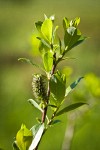 Bog Willow female catkin detail