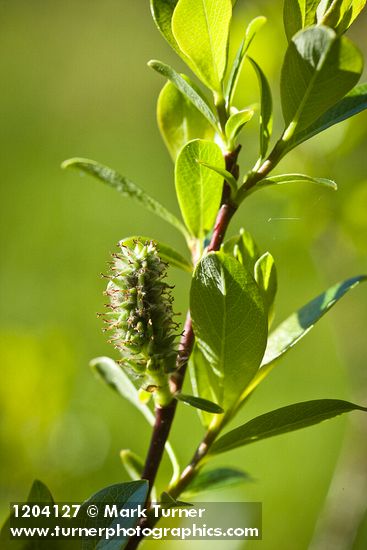 Salix pedicellaris