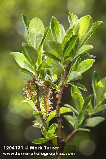 Salix pedicellaris