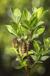 Bog Willow male catkins among foliage