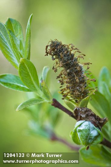 Salix pedicellaris