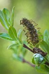 Bog Willow male catkin detail