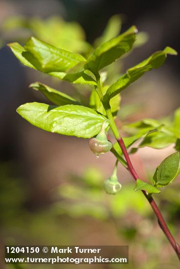 Vaccinium membranaceum