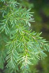 Mountain Hemlock foliage