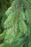 Engelmann Spruce foliage
