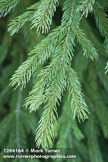 Picea engelmannii