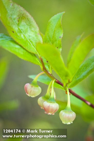 Vaccinium membranaceum