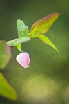 Oval-leaf Huckleberry blossom among foliage
