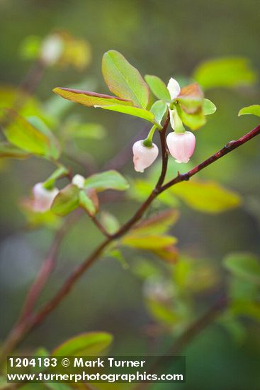 Vaccinium ovalifolium