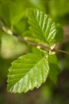 Sitka Alder foliage