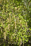 Sitka Alder male catkins among foliage