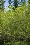 Sitka Alder thicket