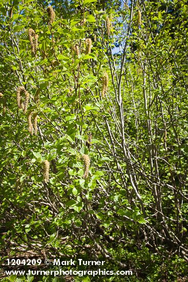 Alnus viridis ssp. sinuata