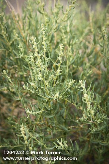 Atriplex canescens