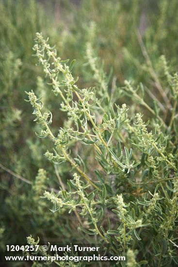 Atriplex canescens