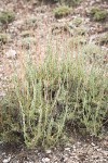 Black Sagebrush