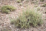 Black Sagebrush