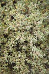 Black Sagebrush foliage
