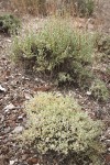 Black Sagebrush