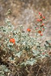 Currant-leaved Globemallow