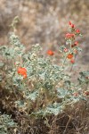 Currant-leaved Globemallow