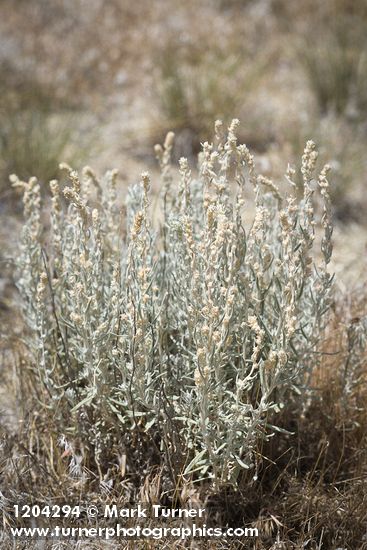 Krascheninnikovia lanata