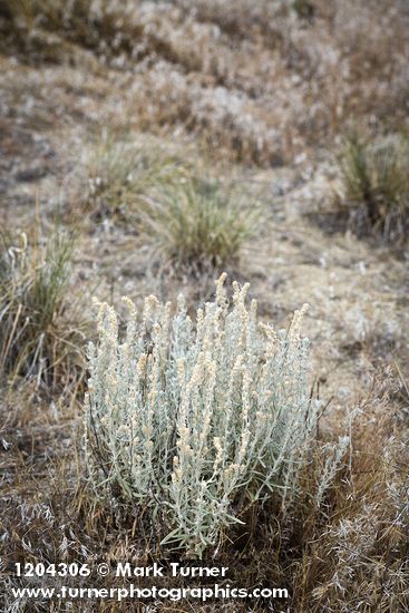 Krascheninnikovia lanata