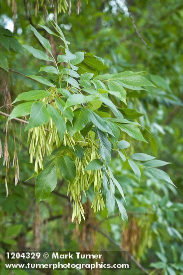 Fraxinus latifolia