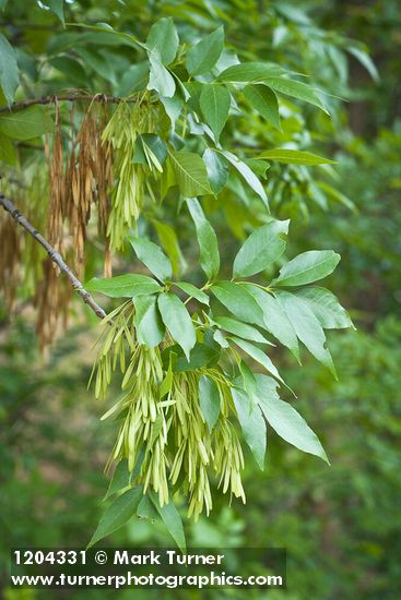 Fraxinus latifolia