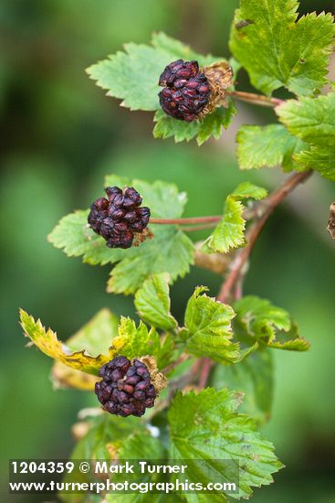 Rubus bartonianus