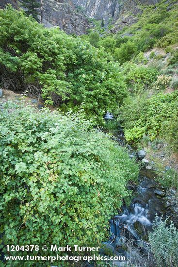Rubus bartonianus; Sambucus cerulea var. cerulea