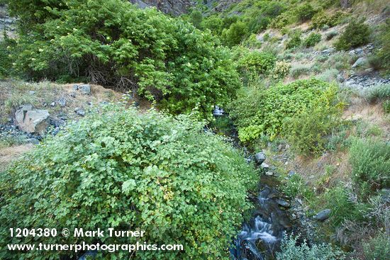 Rubus bartonianus; Sambucus cerulea var. cerulea