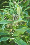 Autumn Olive immature fruit among foliage